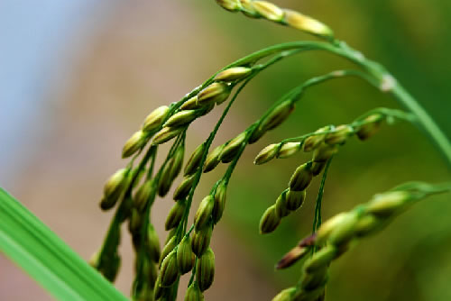 Выделение геномной ДНК из рисовых листьев с использованием высокоскоростных микроцентрифуг himac CF15RN/CF16RN производства Koki Holdings (Япония)